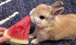 兔兔吃瓜娱乐新浪博客,新浪博客带你领略娱乐新风尚